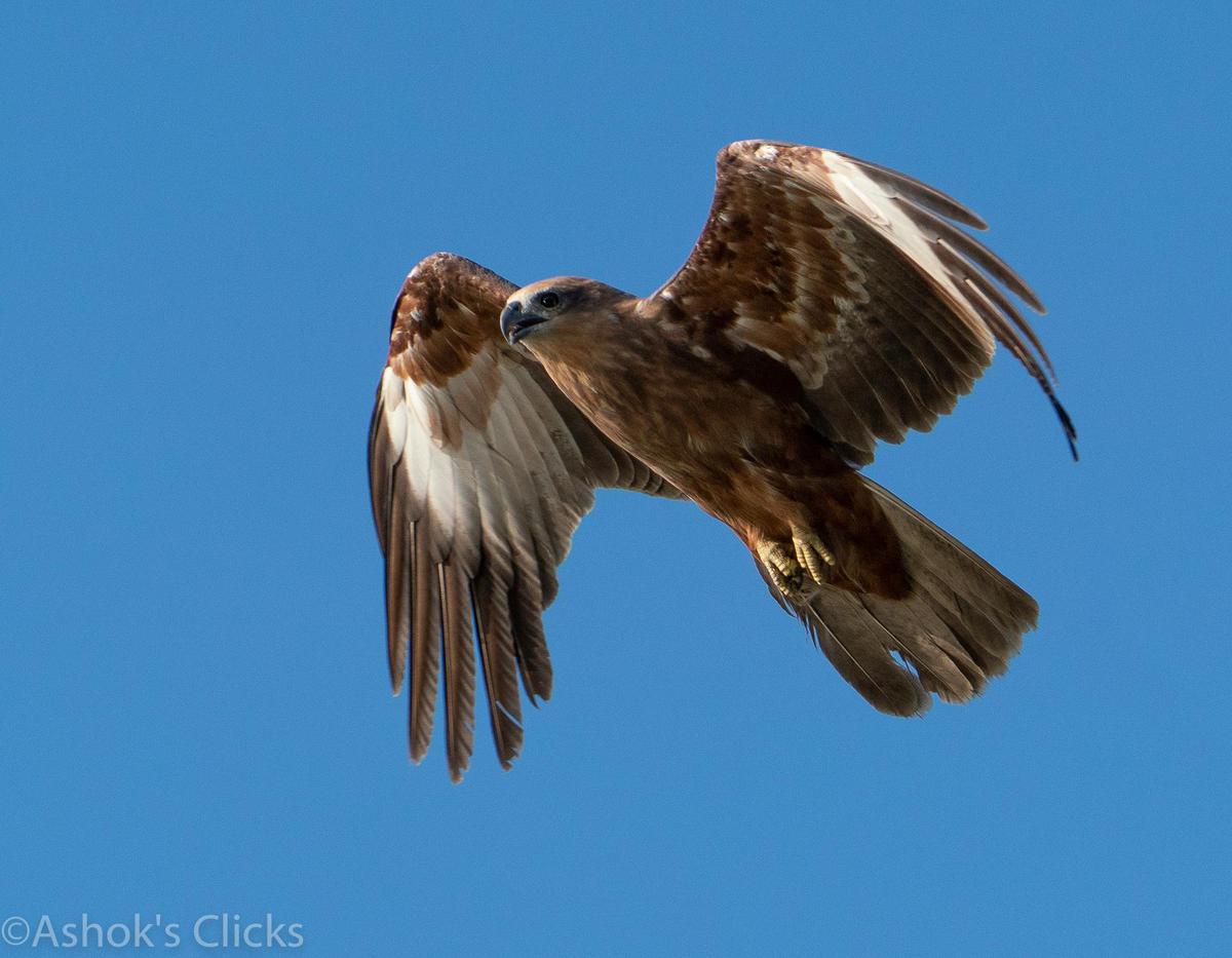 Image of Osprey, Falcon, Accipitridae, Buzzard, Accipitriformes, Kite etc.