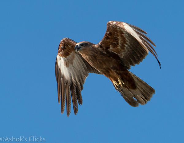 Image of Bird, Beak, Eagle, Bird of prey, Accipitriformes, Osprey etc.