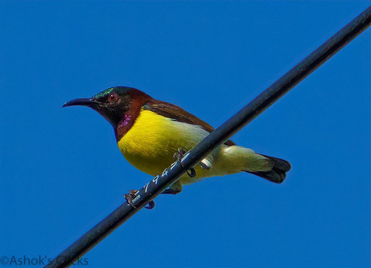 Image of Sky, Bird, Beak, Feather etc.