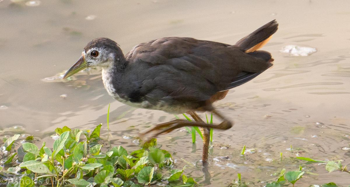 Image of Wildlife, Vertebrate, Bird, Beak etc.