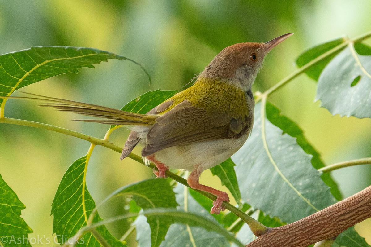 Image of Vertebrate, Bird, Beak, Perching bird, Songbird, Nightingale etc.