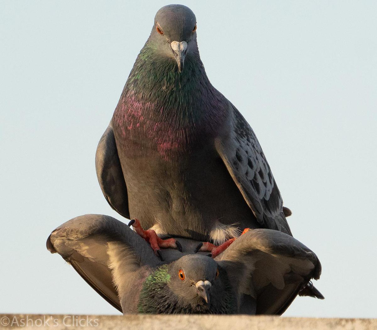 Image of Vertebrate, Bird, Beak, Pigeons and doves, Rock dove, Stock dove etc.