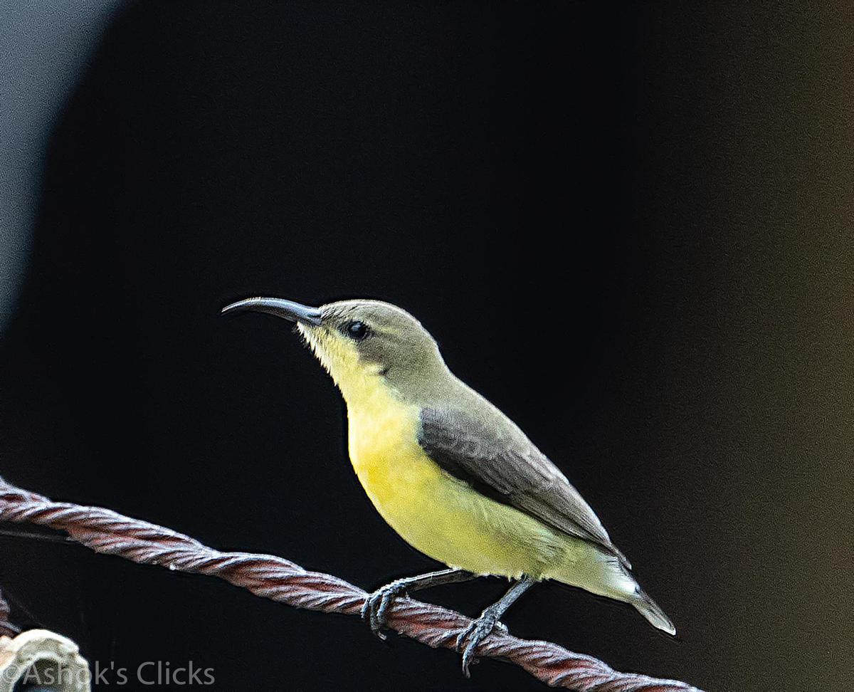 Image of Bird, Beak, Songbird, Finch, Western Kingbird etc.