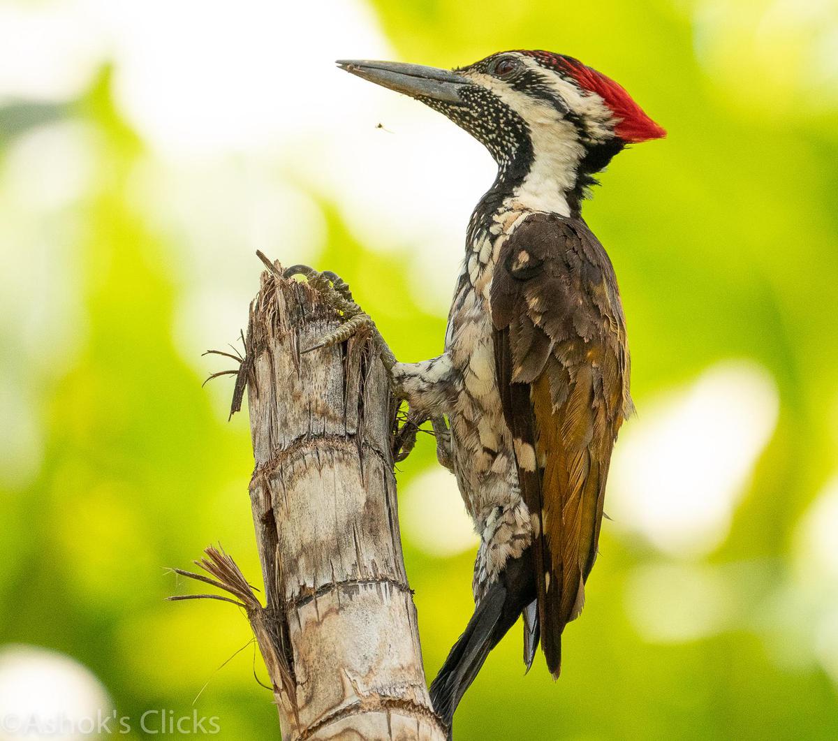 Image of Wildlife, Vertebrate, Bird, Beak, Piciformes, Woodpecker etc.
