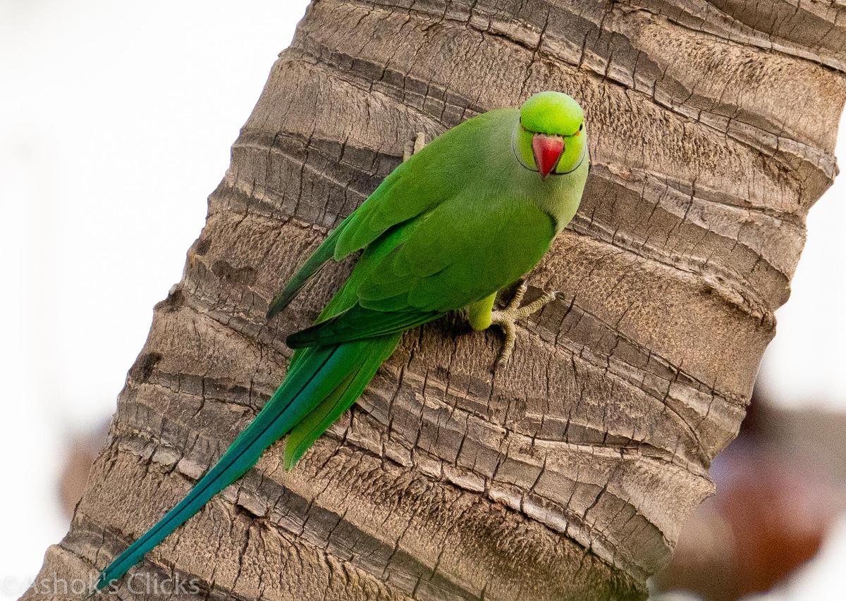 Image of Green, Vertebrate, Bird, Beak, Parrot, Budgie etc.