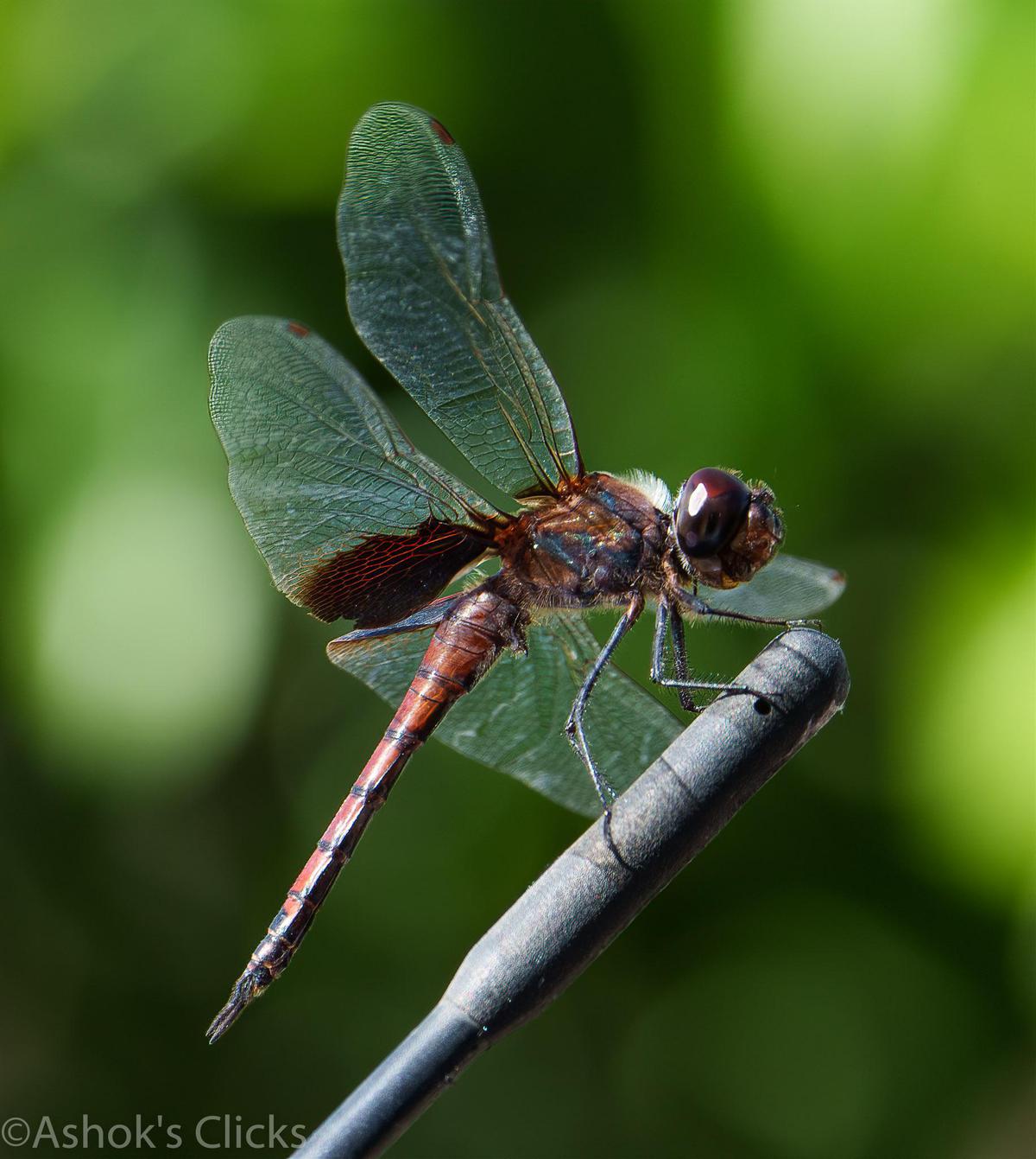 Image of Plant, Twig, Dragonfly, Organism, Dragonflies and damseflies, Arthropod etc.