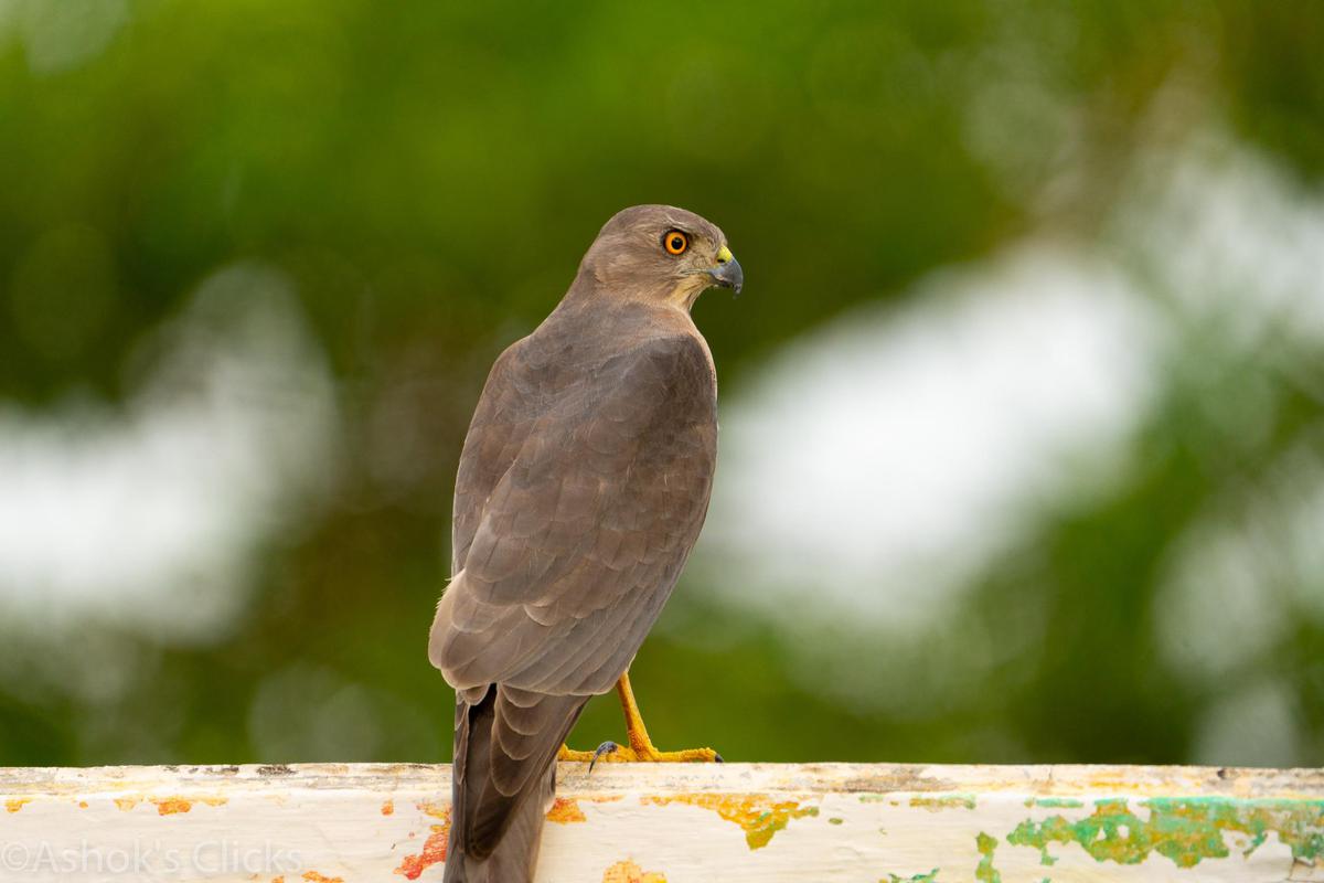 Image of Wildlife, Vertebrate, Bird, Beak, Hawk, Cooper's Hawk etc.