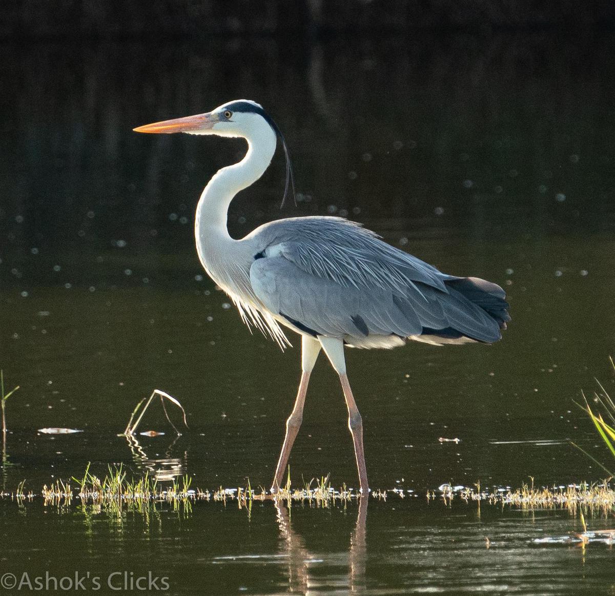 Image of Wildlife, Vertebrate, Bird, Beak, Ciconiiformes, Heron etc.