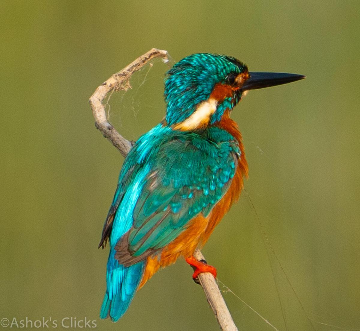 Image of Bird, Beak, Coraciiformes etc.