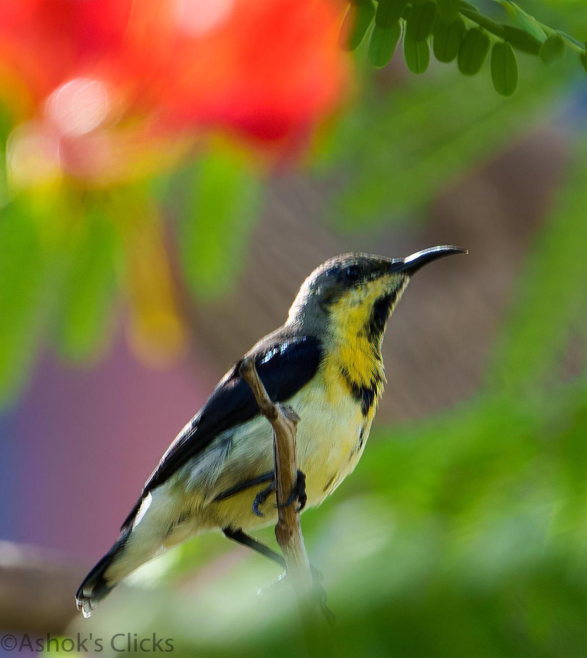 Image of Plant, Bird, Beak, Eye, Feather, Pollinator etc.