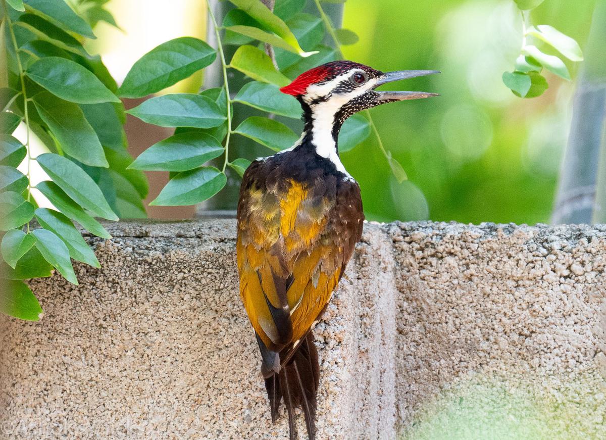 Image of Vertebrate, Bird, Beak, Woodpecker etc.