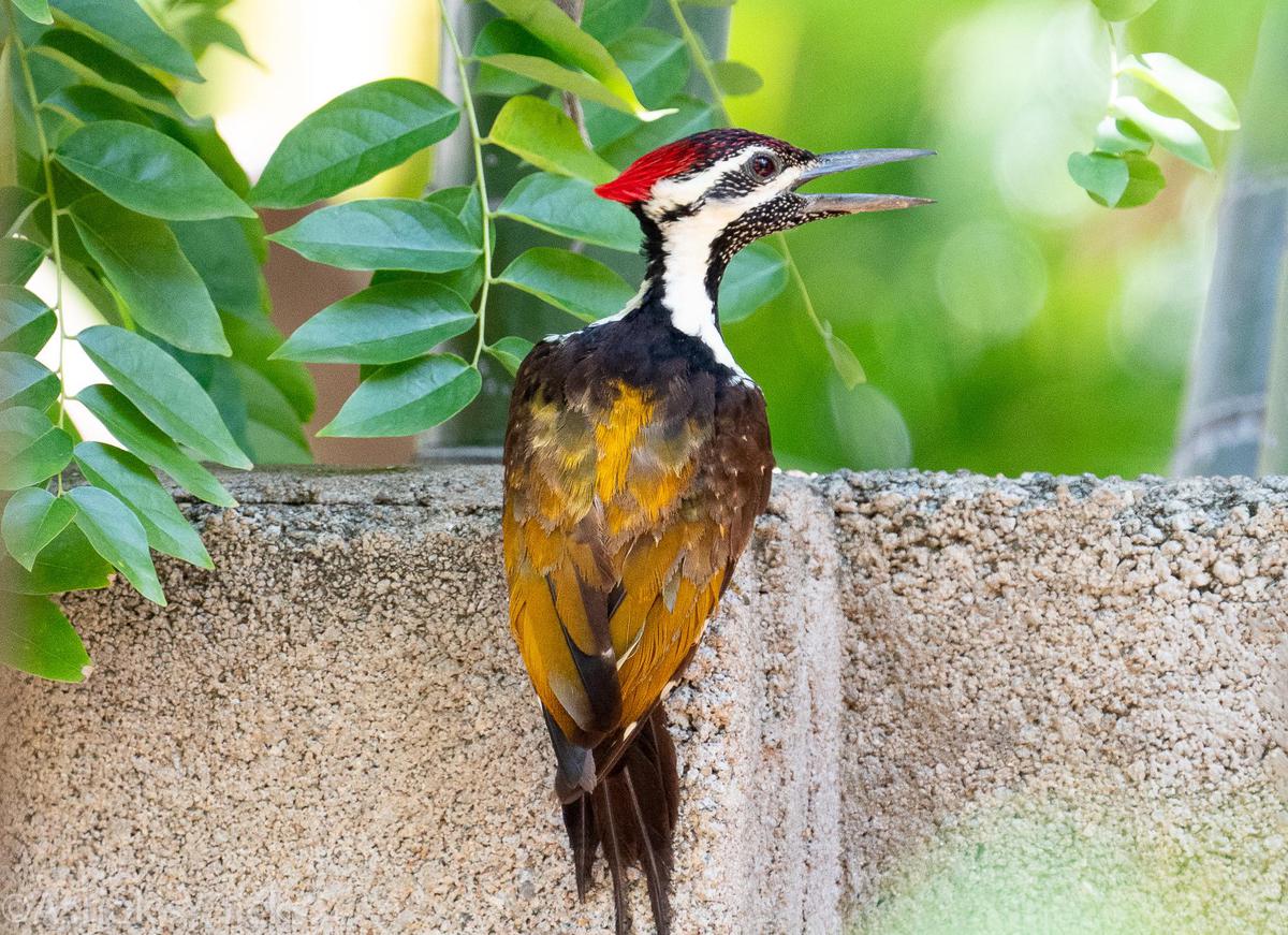 Image of Woodpecker, Beak, Vertebrate, Bird etc.