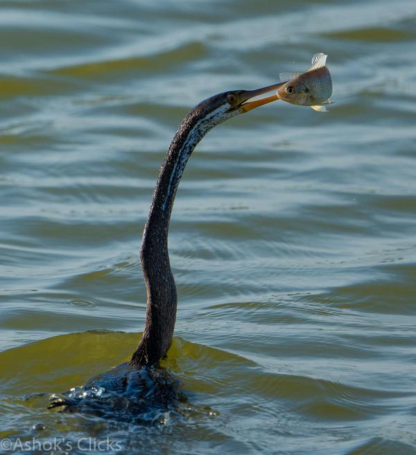 Image of Water, Scaled reptile, Snake, Colubridae, Double crested Cormorant, Lake Erie Water Snake etc.