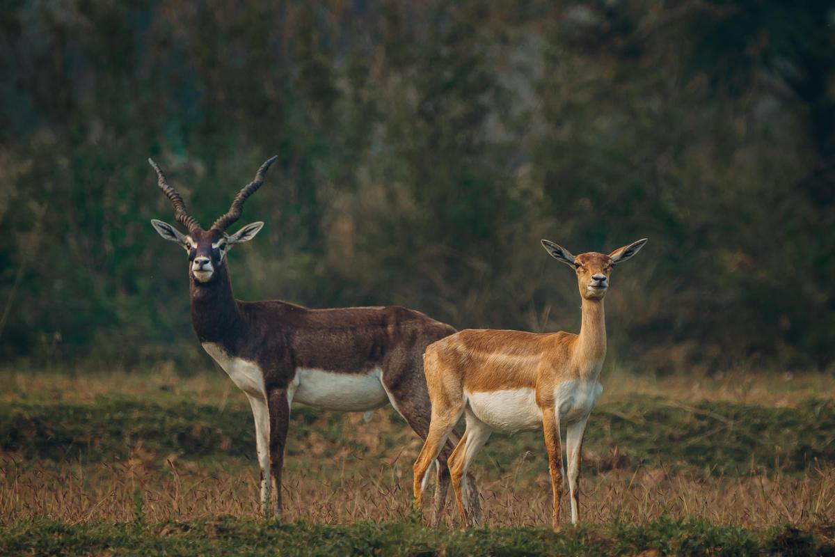 Image of Horn, Tree, Fawn, Terrestrial animal, Mammal, Natural landscape etc.