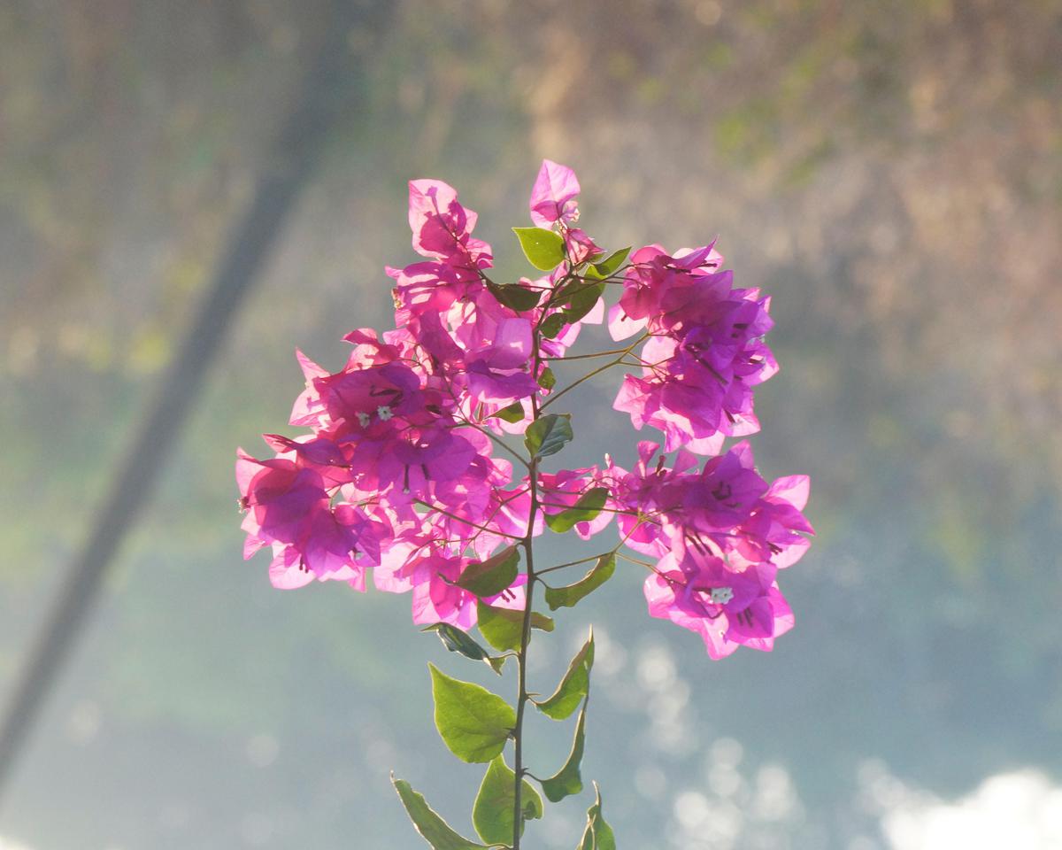 Image of Pink, Plant, Flower, Flowering plant, Petal etc.