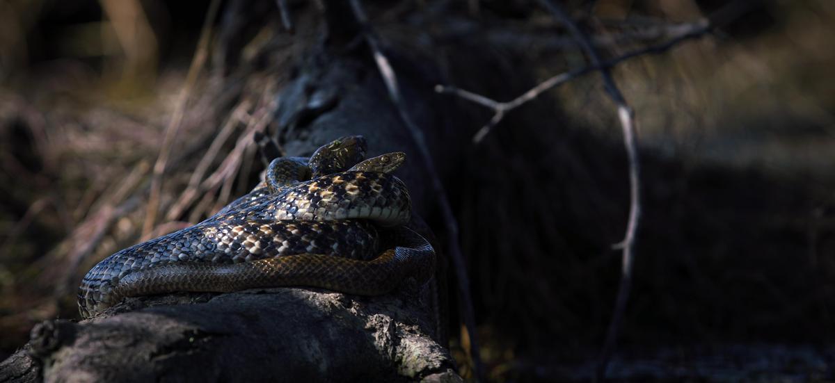 Image of Reptile, Eye, Human body, Scaled reptile, Alligator, Crocodilia etc.