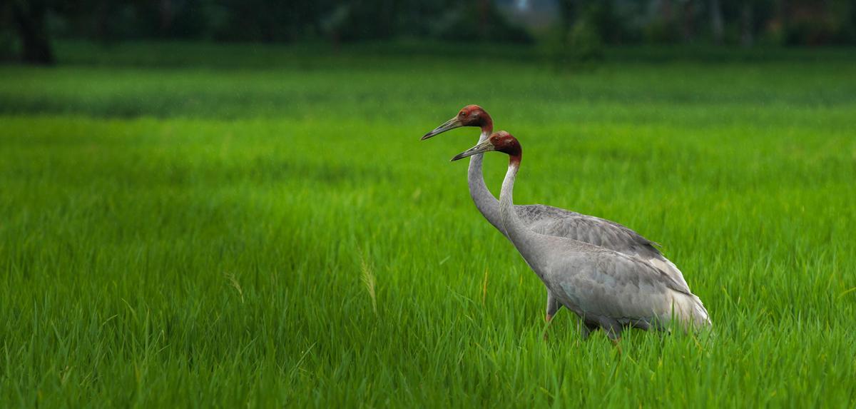 Image of Natural landscape, Terrestrial animal, Grassland, Plant, Bird, Beak etc.