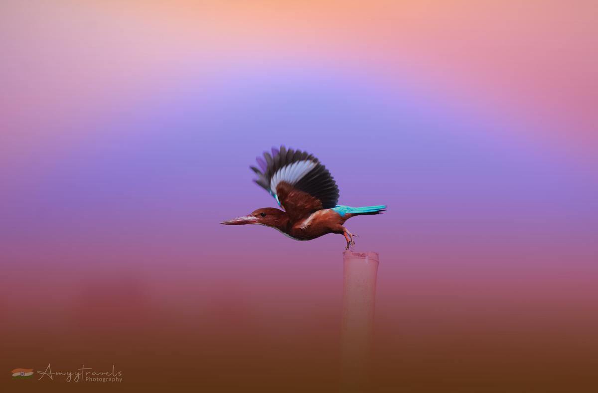 Image of Sky, Bird, Beak, Feather etc.
