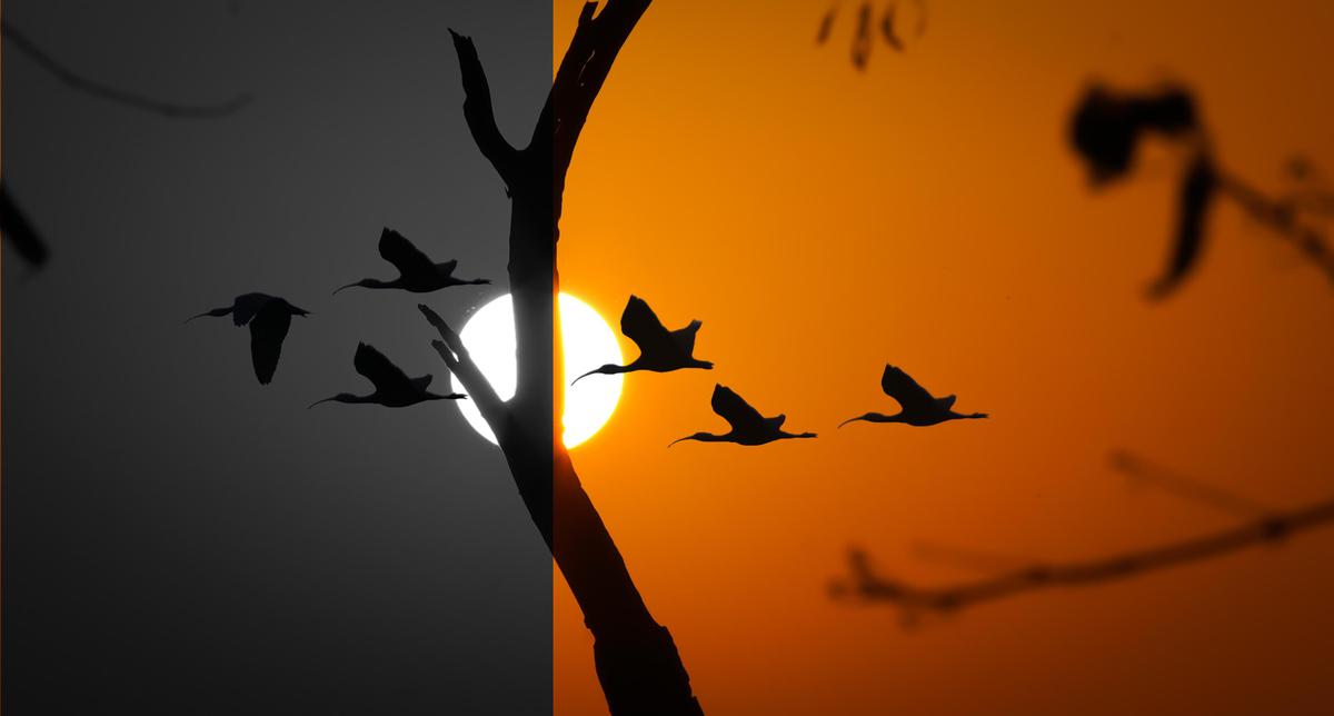 Image of Sky, Branch, Bird, Beak, Atmosphere, Twig etc.