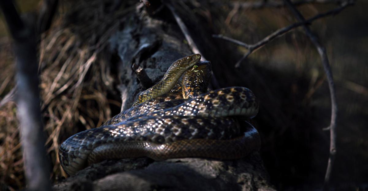 Image of Reptile, Terrestrial animal, Scaled reptile, Crocodilia, Crocodile etc.