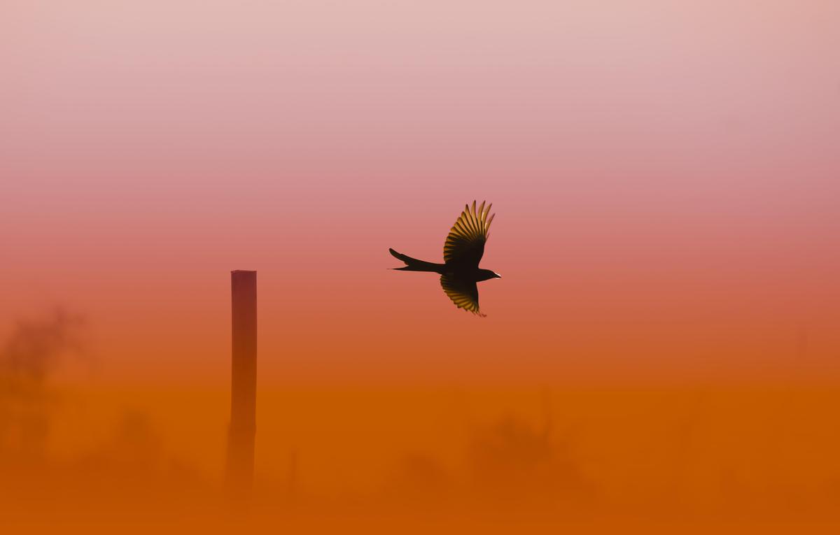 Image of Sky, Red sky at morning, Dusk, Bird, Beak etc.
