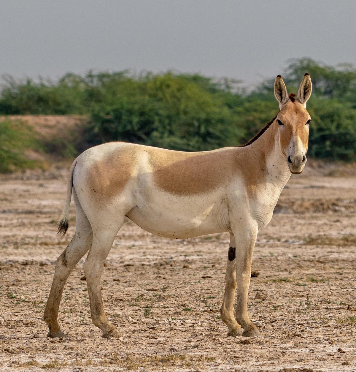 Image of Sky, Terrestrial animal, Fawn etc.