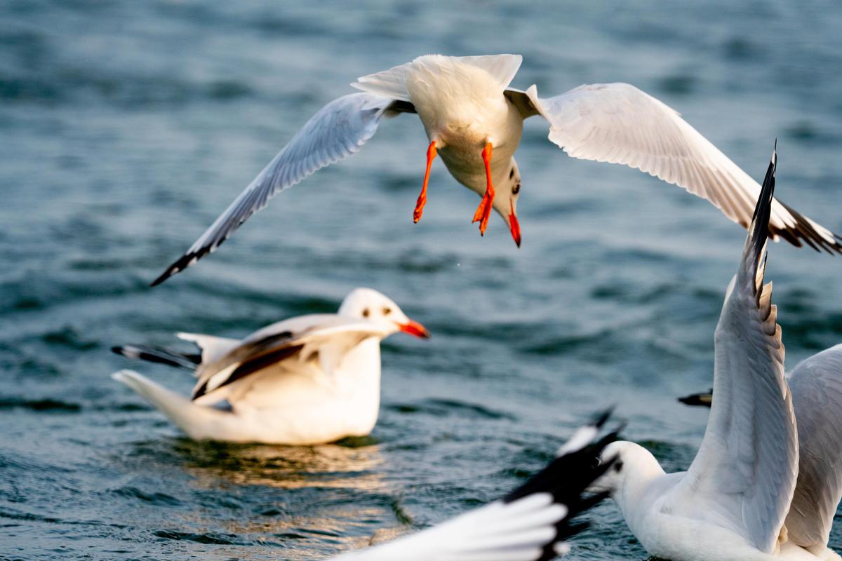 Image of Nature, Sky, Light, White, Water, Bird etc.