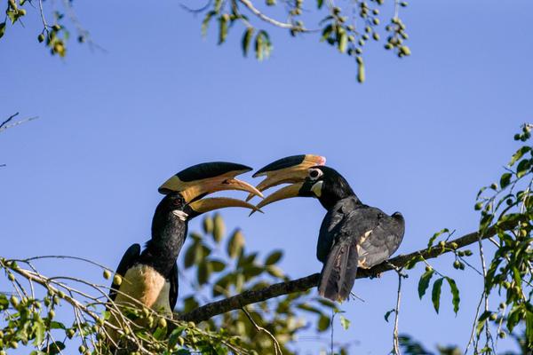 Image of Sky, Tree, Branch, Bird, Beak, Twig etc.