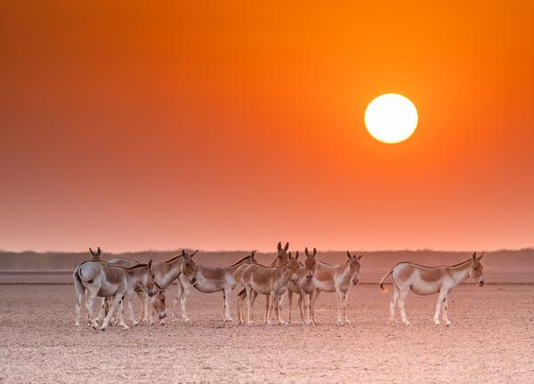 Image of Atmospheric phenomenon, Sky, Morning, Natural landscape, Terrestrial animal, Grassland etc.