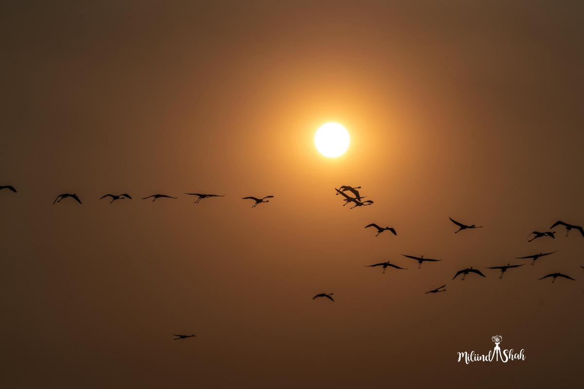 Image of Sky, Afterglow, Red sky at morning, Sunset, Vertebrate, Dusk etc.