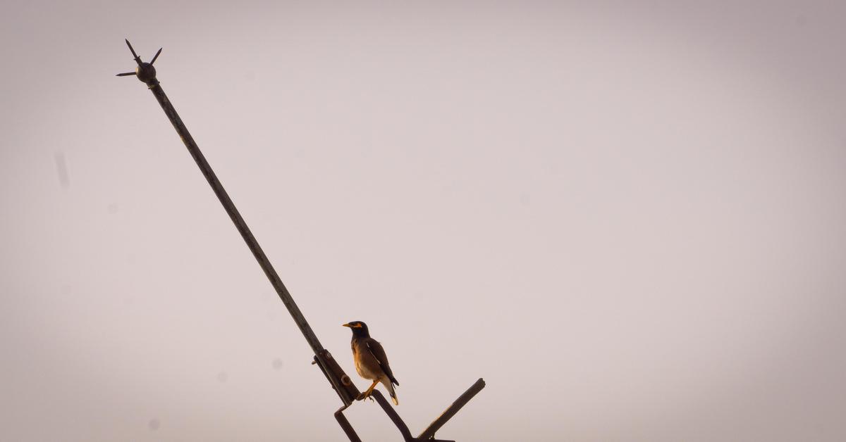 Image of Sky, Bird, Beak, Wood etc.