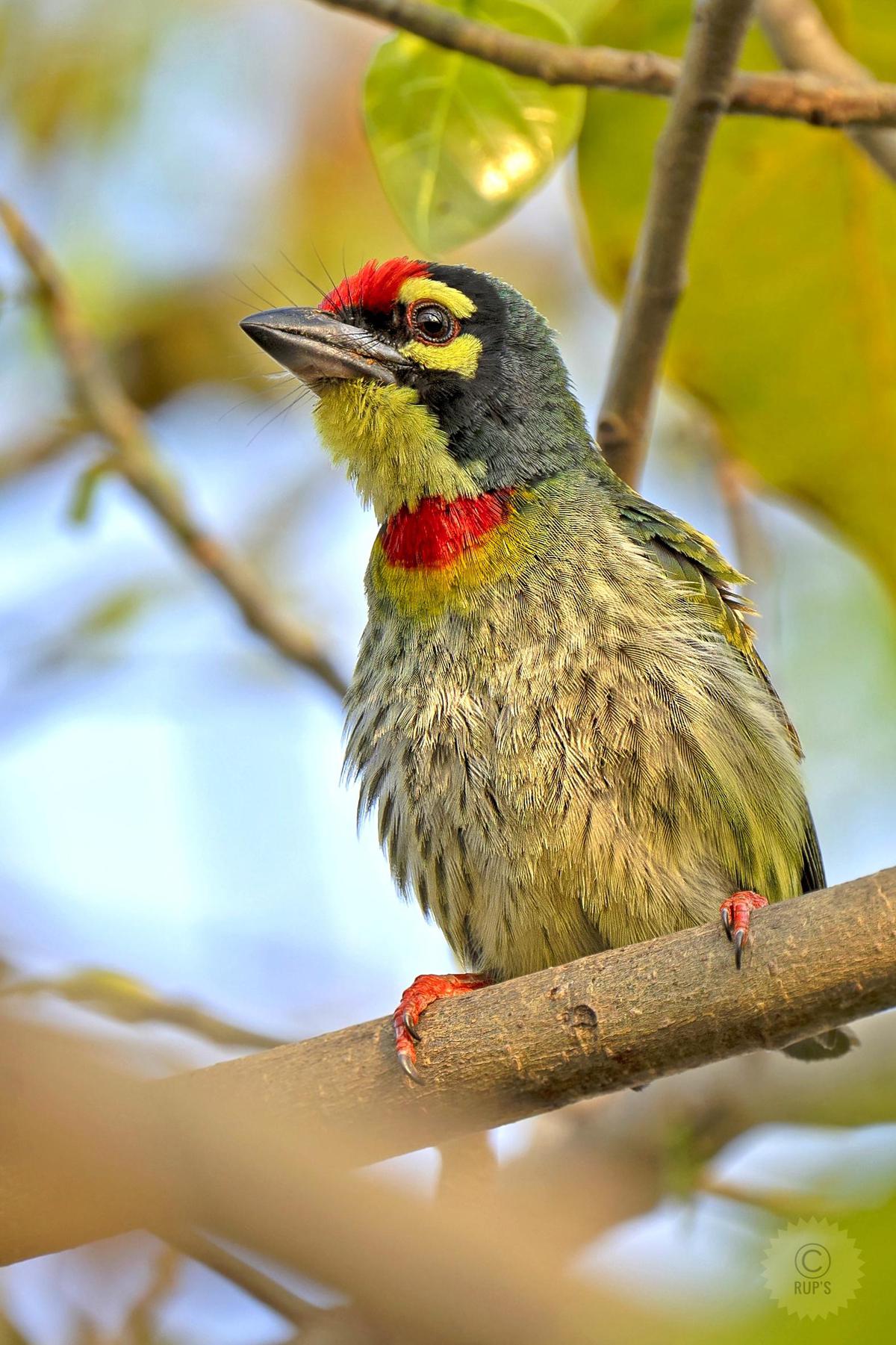 Image of Vertebrate, Bird, Beak, Finch etc.