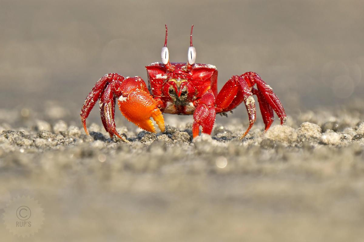 Image of Photograph, Organism, Red, Beauty, Insect, Invertebrate etc.