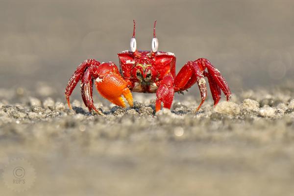 Image of Photograph, Organism, Red, Beauty, Insect, Invertebrate etc.