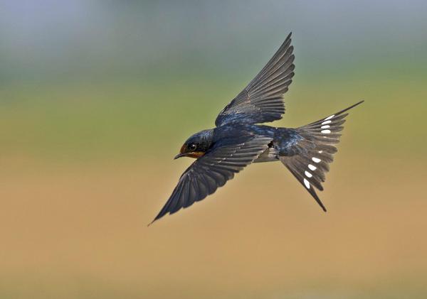 Image of Adaptation, Wildlife, Organism, Vertebrate, Bird, Beak etc.