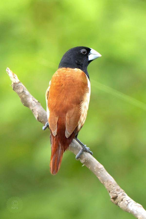 Image of Morning, Green, Adaptation, Organism, Vertebrate, Bird etc.
