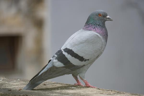 Image of Bird, Beak, Feather, Stock dove etc.