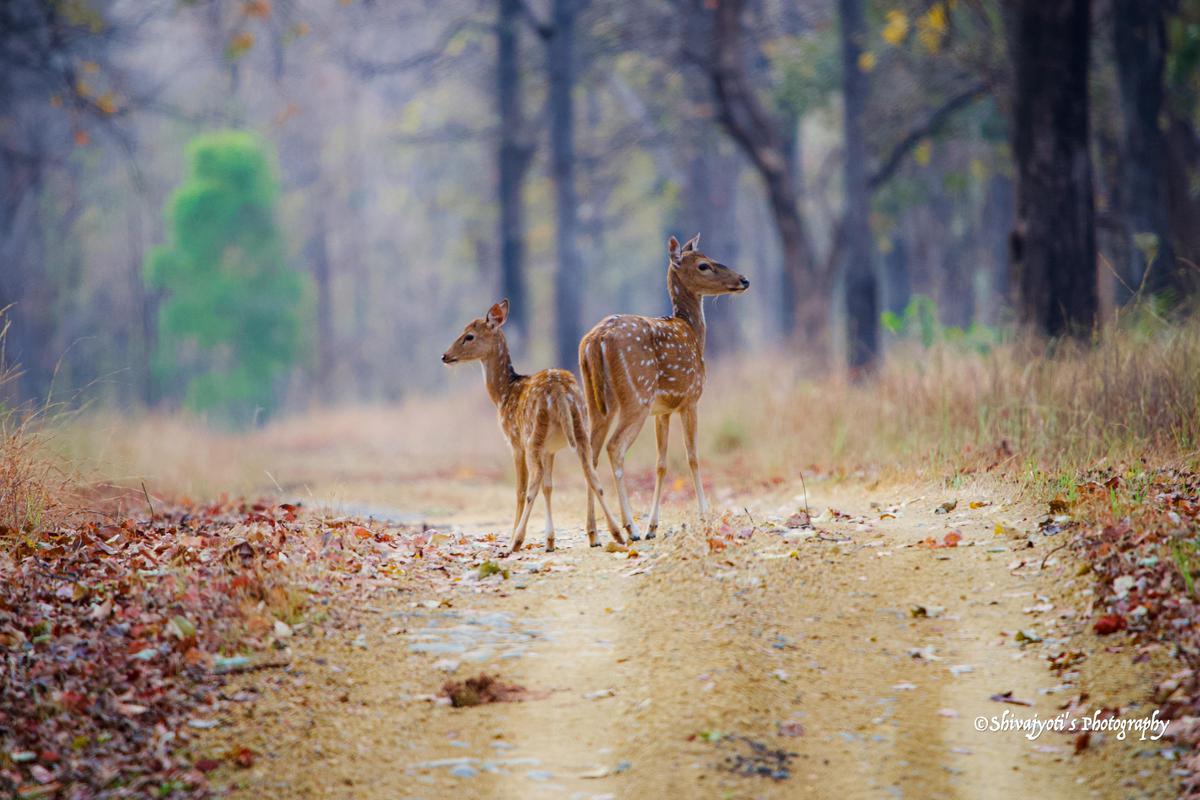 Image of Deer, Fawn, Grass, Wood, Branch, Tree etc.