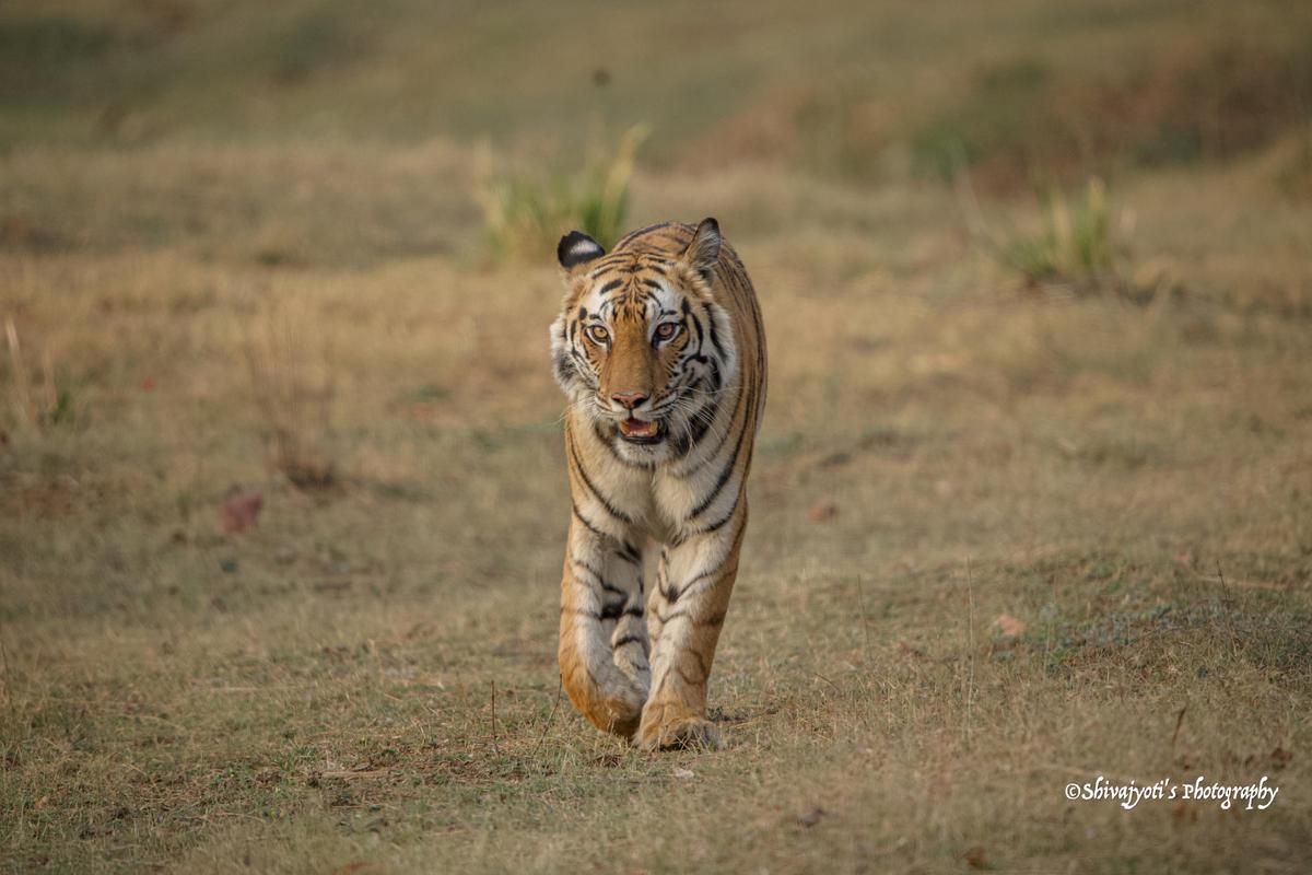 Image of Head, Tiger, Bengal tiger, Siberian tiger, Felidae, Eye etc.