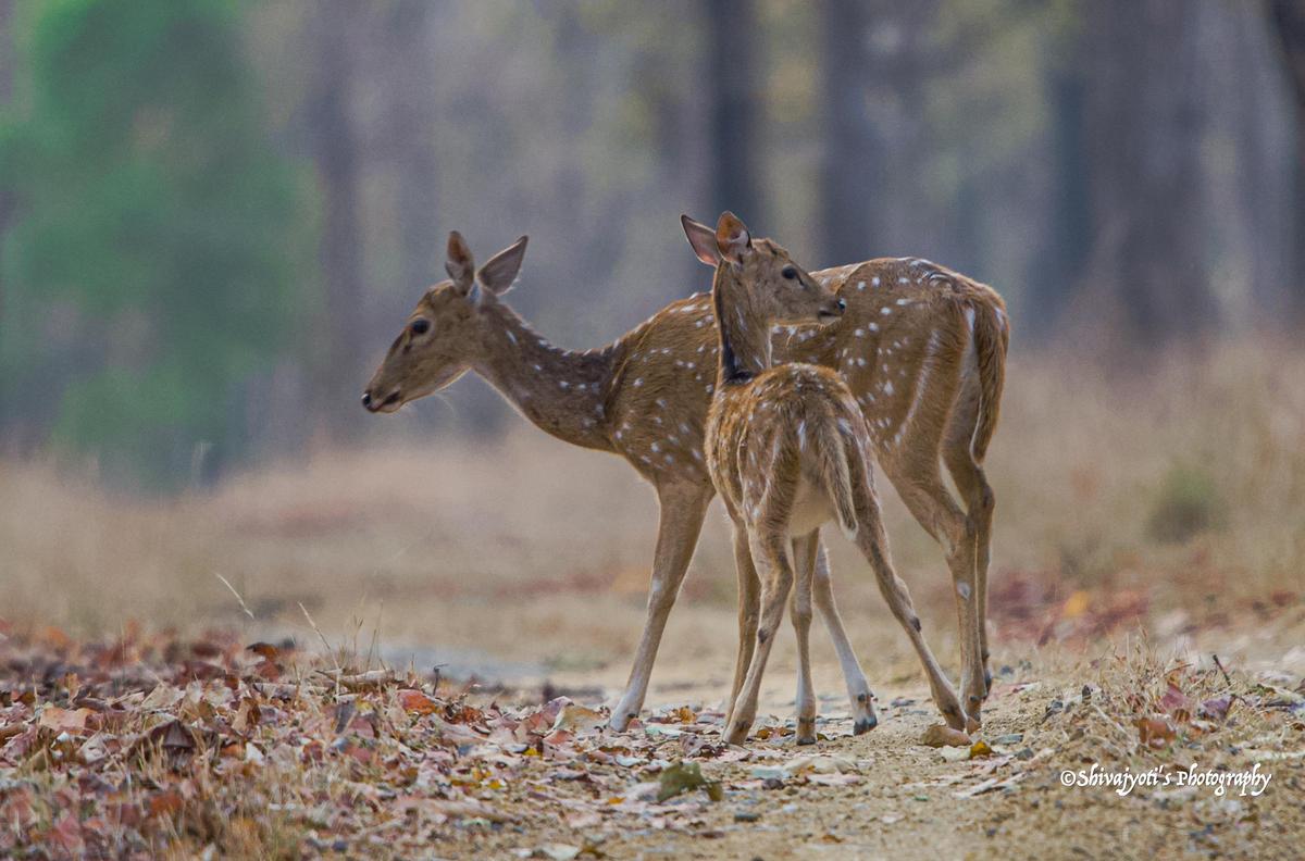 Image of Terrestrial animal, Fawn, Tree, Deer, Vertebrate, Plant etc.