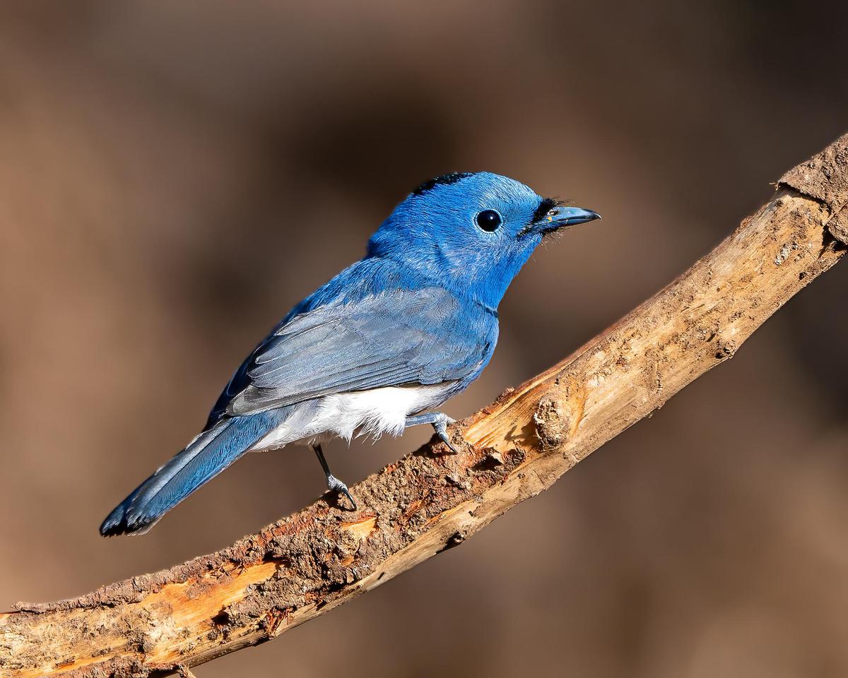 Image of Branch, Bird, Twig etc.