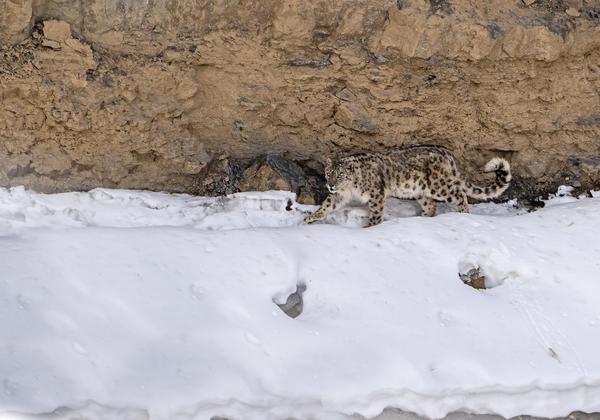Image of Wood, Snow, Bedrock etc.
