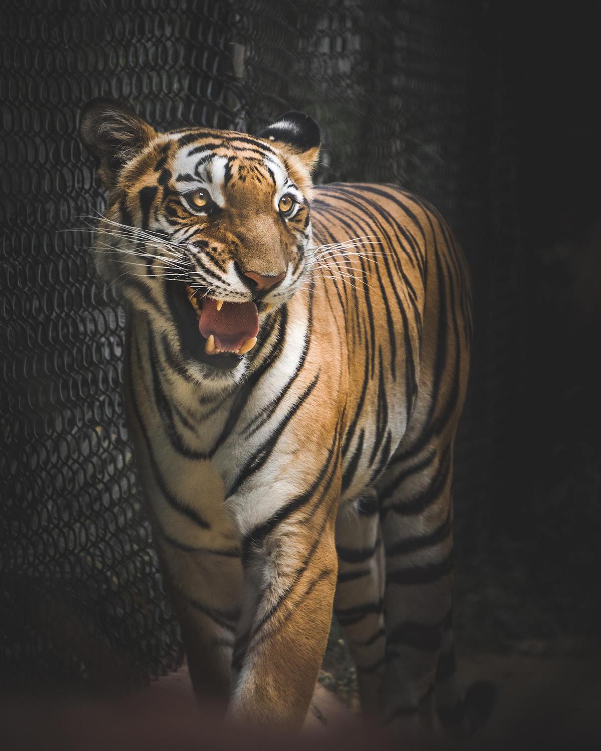 Image of Organism, Tiger, Terrestrial animal, Bengal tiger, Siberian tiger, Felidae etc.