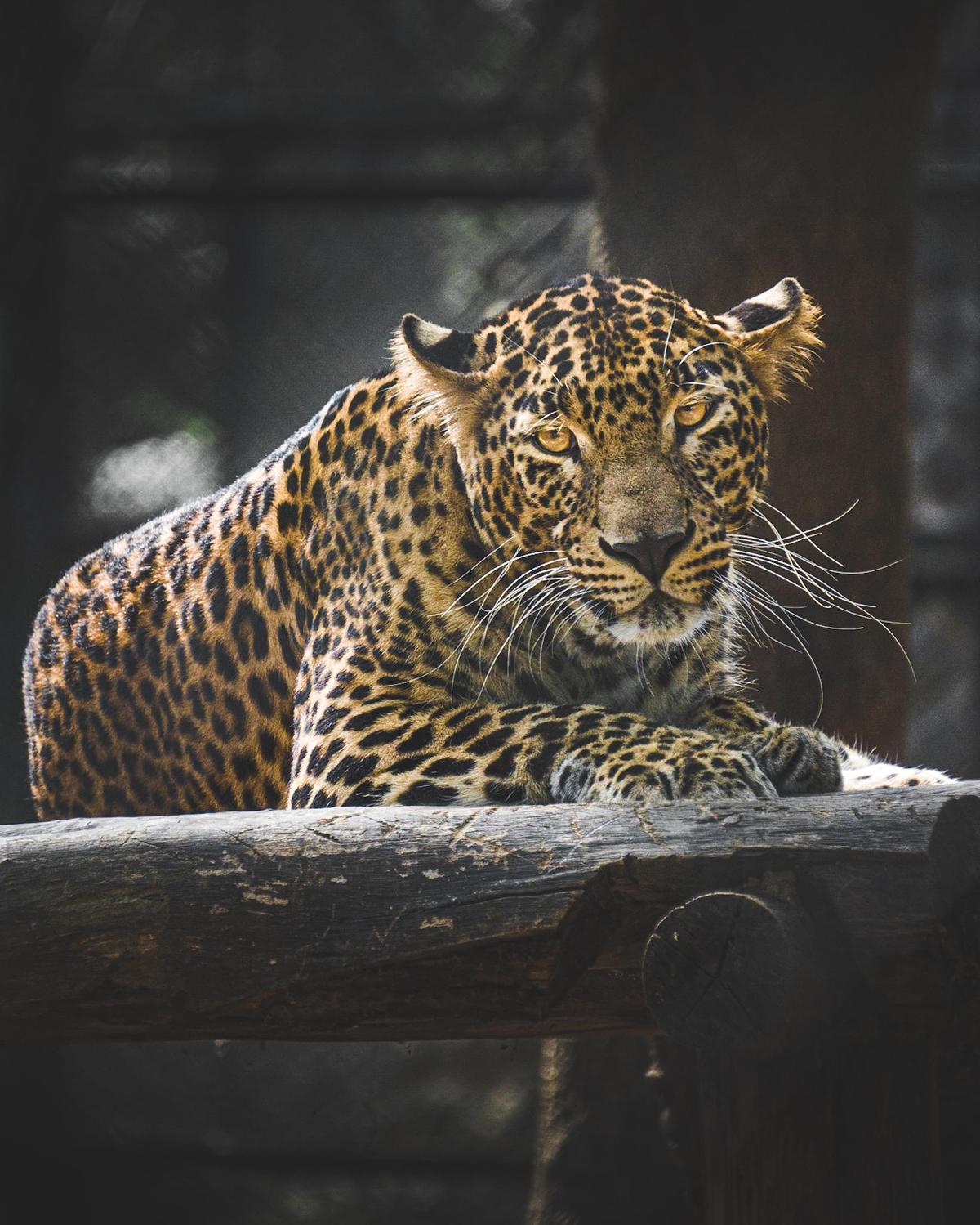 Image of Organism, Felidae, Big cats, Natural environment, Carnivore, Leopard etc.