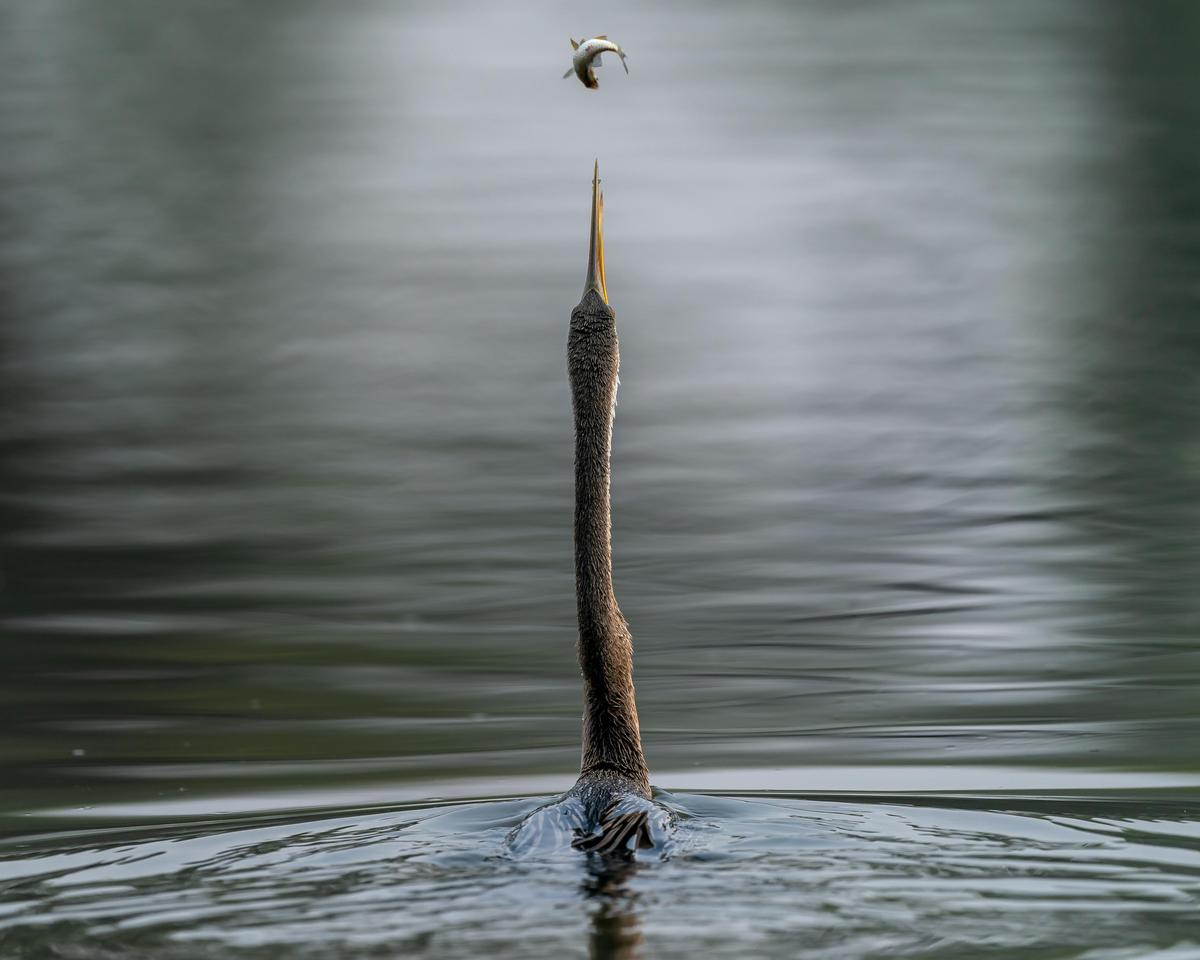 Image of Water, Plant, Wood, Body of water, Water resources, Twig etc.
