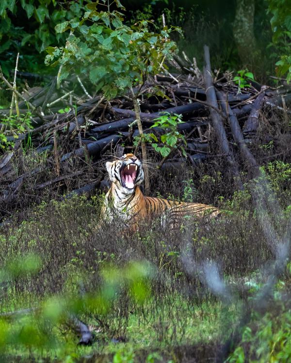 Image of Natural landscape, Tiger, Bengal tiger, Felidae, Plant, Watercourse etc.