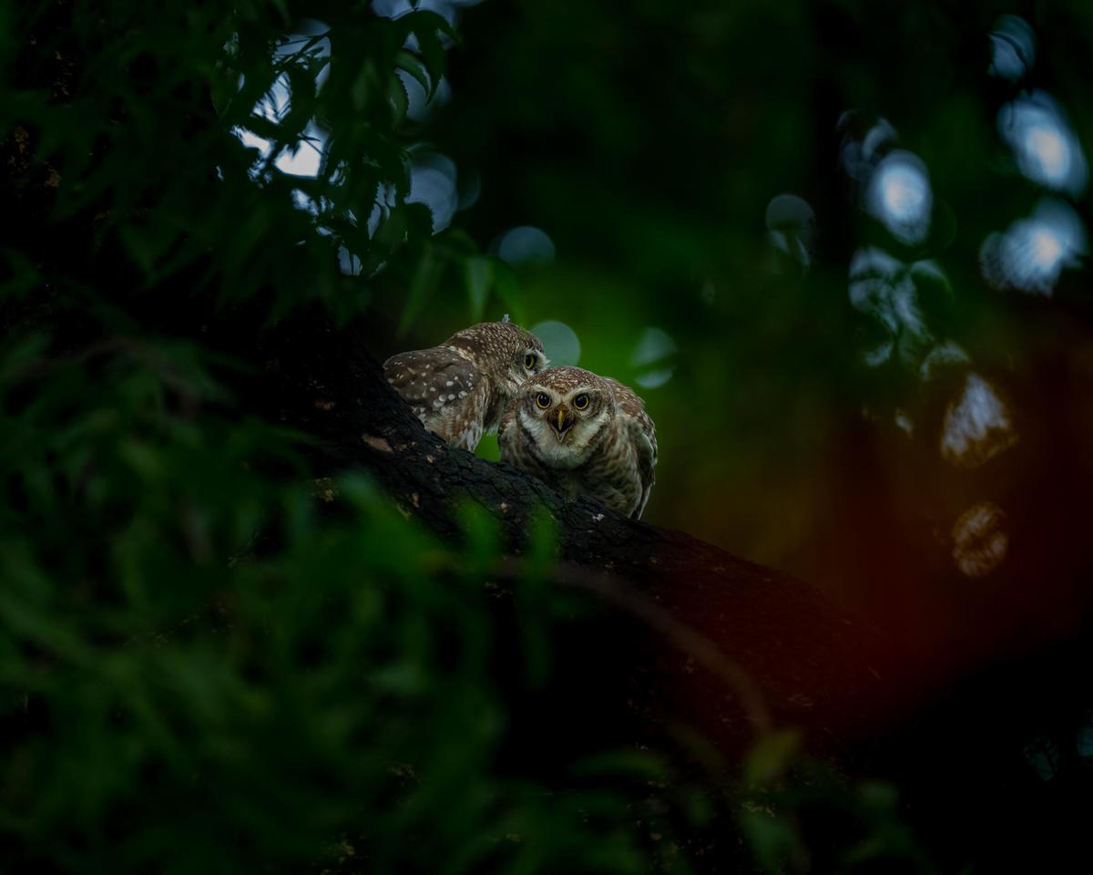 Image of Reptile, Water, Plant, Wood, Terrestrial plant, Liquid etc.