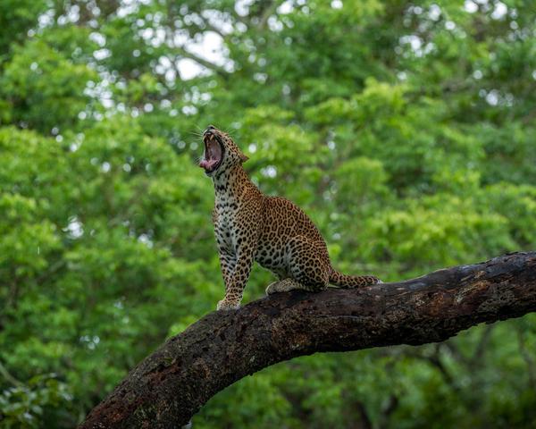 Image of Tree, Felidae, Plant, Big cats, Fawn, Carnivore etc.