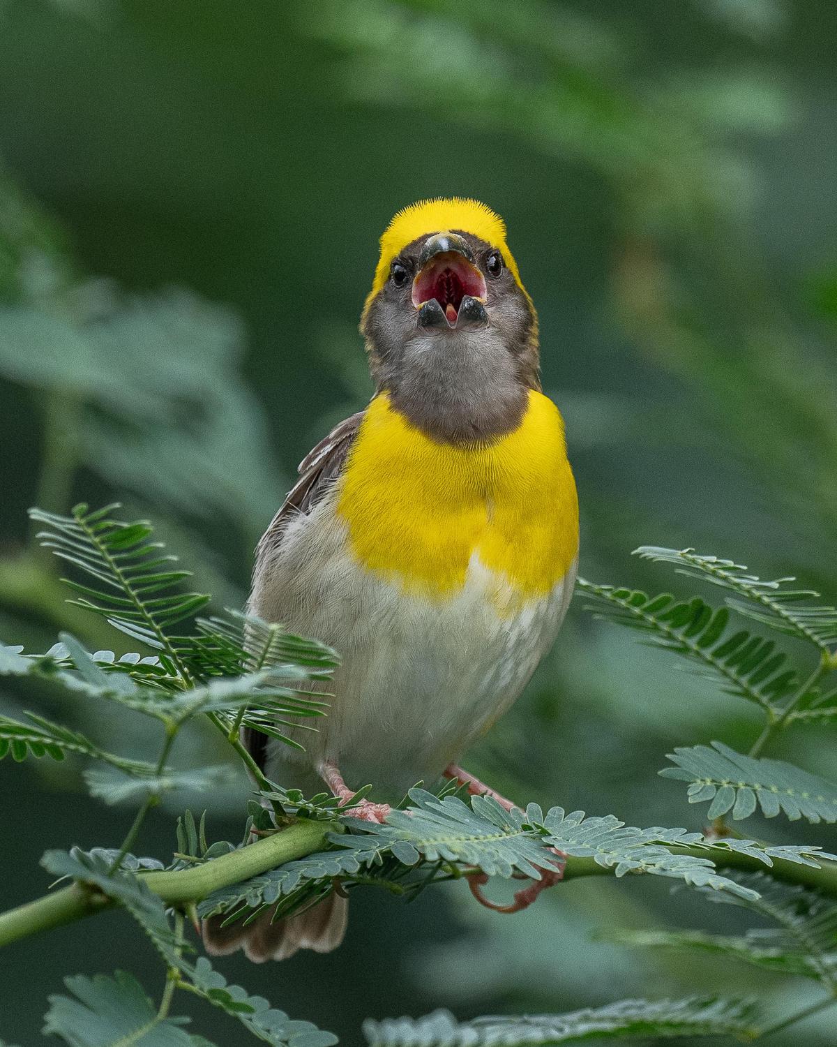 Image of Plant, Bird, Beak, Twig, goldfinch etc.
