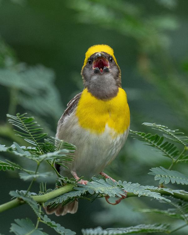 Image of Plant, Bird, Beak, Twig, goldfinch etc.